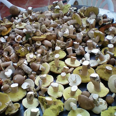 Semesterbostad Gite De L'hirondelle Mareuil-en-Brie