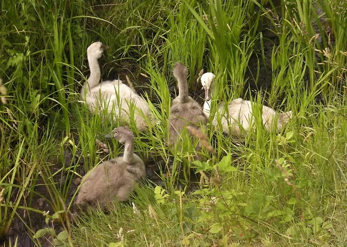 Hébergement de vacances De L'hirondelle *