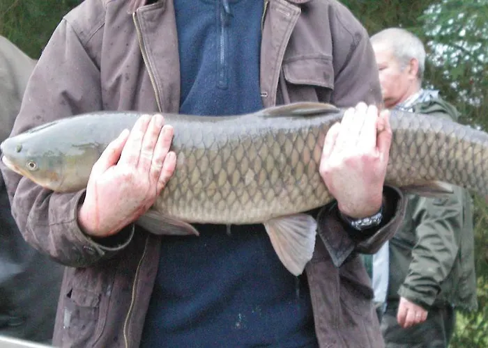 De L'hirondelle Mareuil-en-Brie
